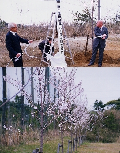 90周年記念の桜を植樹